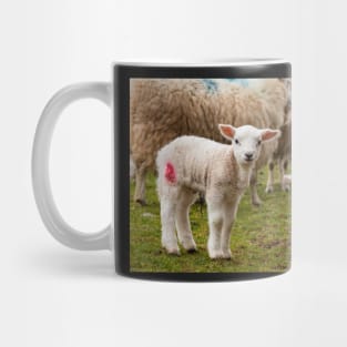 Newborn Lambs in the Brecon Beacons Mug